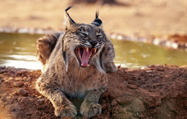 Reintroduction of lynx in Ireland could combat deer 