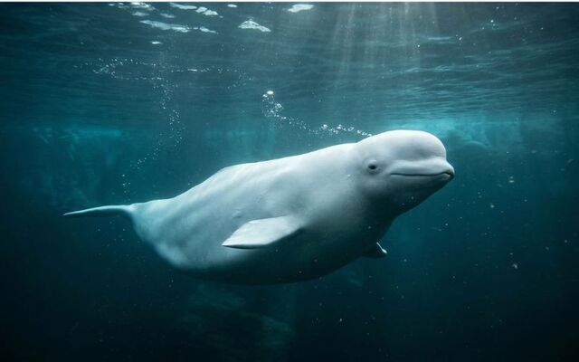 Drone records rare beluga whale sighting off Donegal Bay