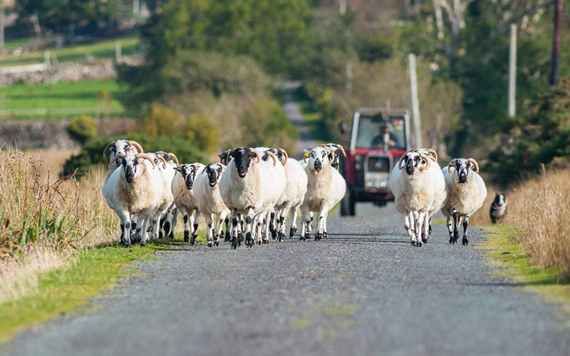 "Our old farm is five miles from the main road, above in Connemara."