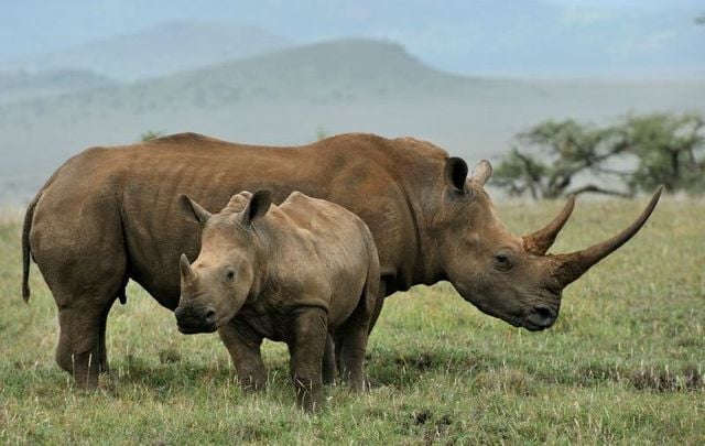 Two Irish men have received jail time in the US after pleading guilty to selling a cup made from a protected rhino\'s horn.