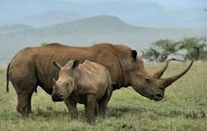 Irish men get jail time in the US for trafficking cup made of rhino horns