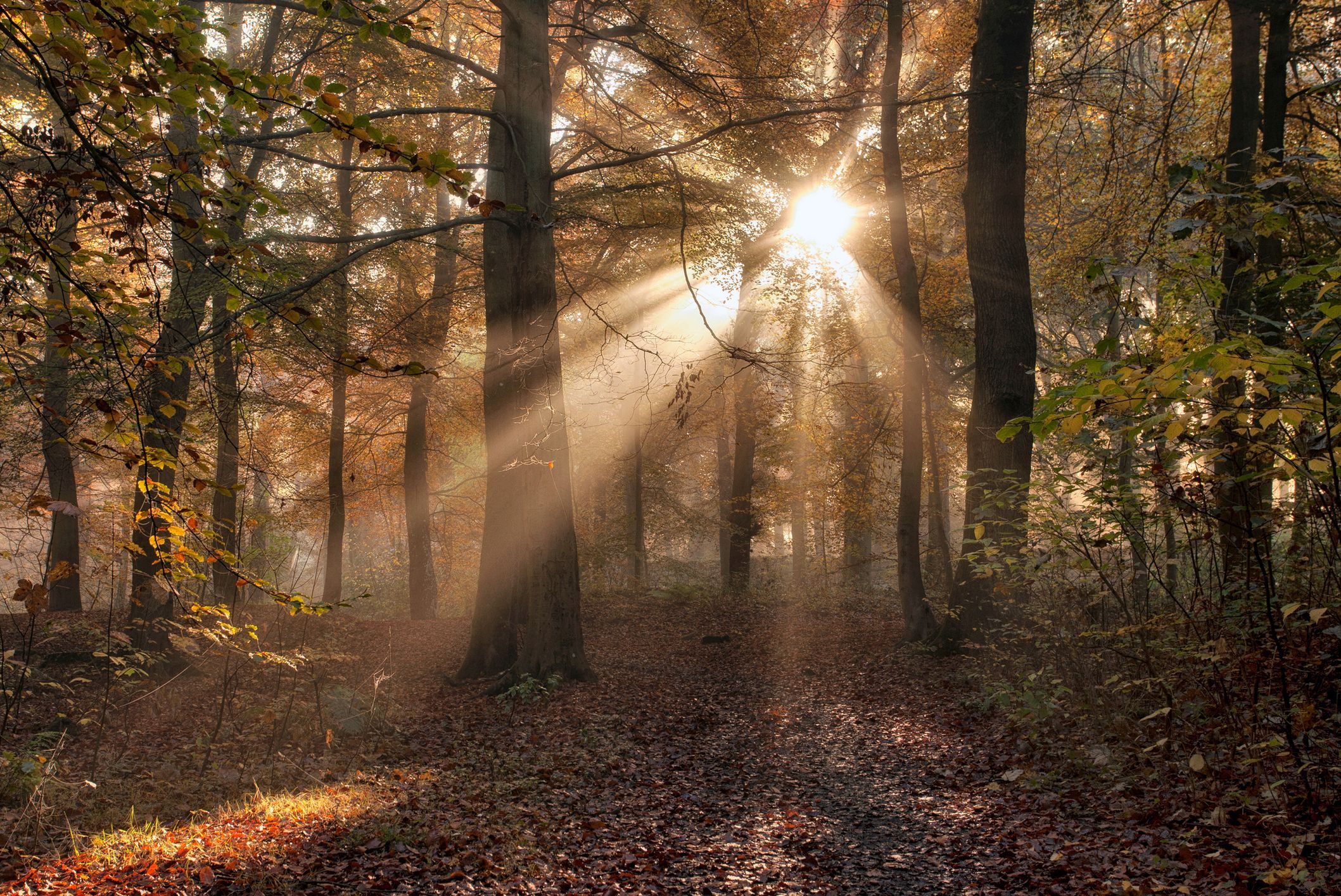 Fighting climate change: Irish source of peat fuel converted into native woodland