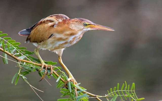 A Least Bittern was found in Ireland, having been blown across the Atlantic by Storm Lorenzo. (Stock Photo)