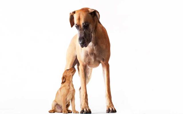 A Great Dane with a puppy.