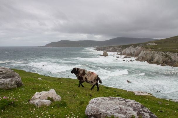 Achill Island, off the Mayo coast, in the west of Ireland. 
