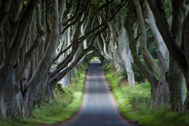The so-called \"Dark Hedges\" in Co Antrim became a famous tourist stop for \"Game of Thrones\" fans after being featured on the show.