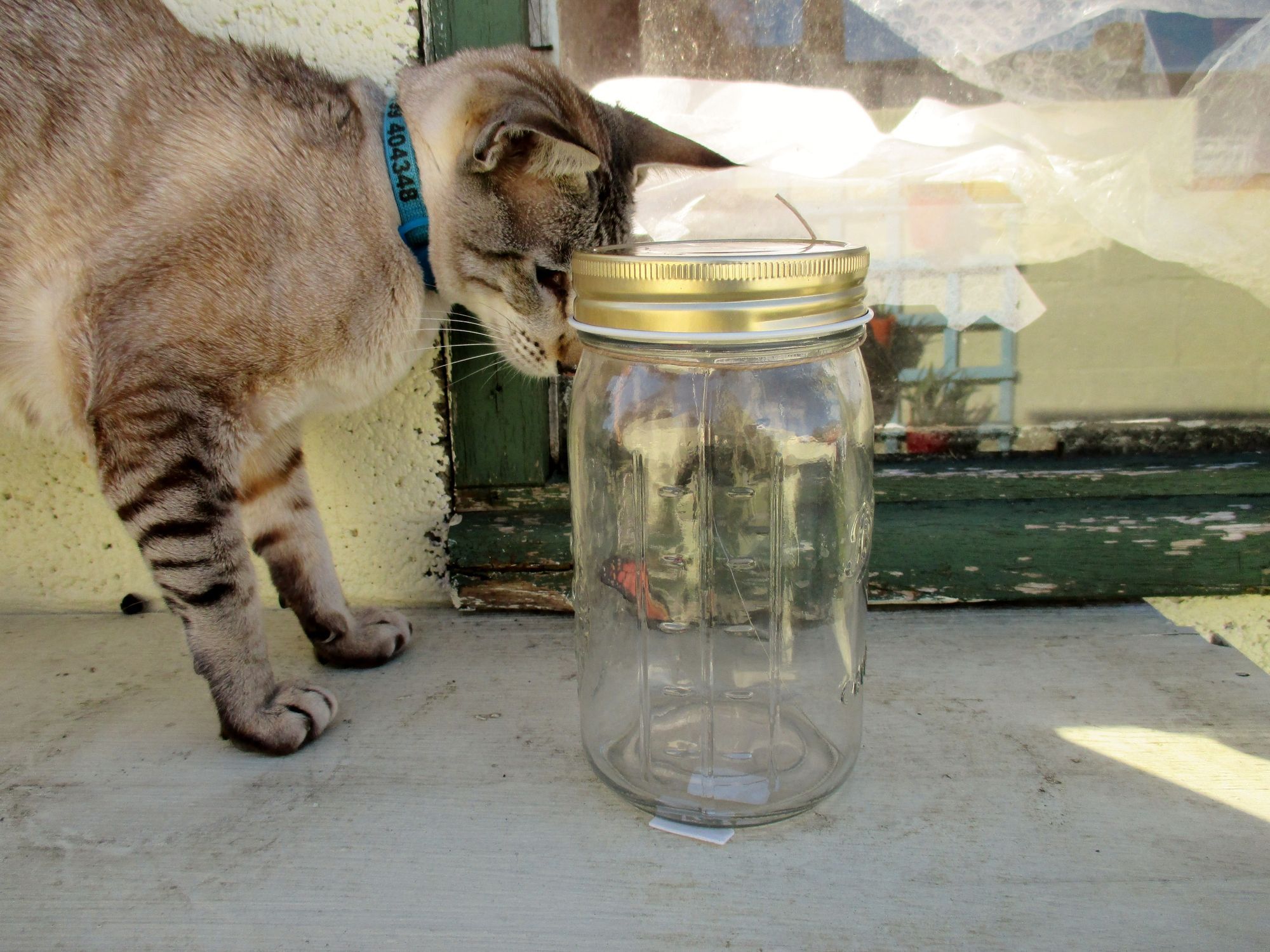 Irish cat miraculously escapes after being trapped in glass jar for five days