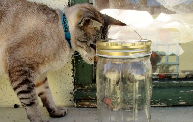 The poor cat stuck its head inside a glass jar to lick off food remains but caught its head and was trapped for five days before being rescued.