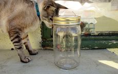 Irish cat miraculously escapes after being trapped in glass jar for five days