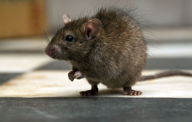 Dublin viral rat is disgusting. 