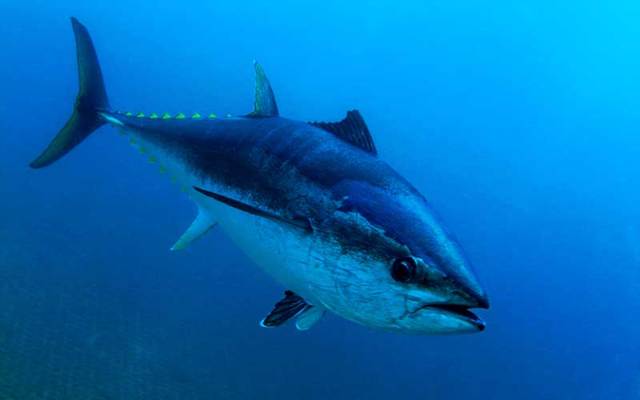 A stock photo of a bluefin tuna.