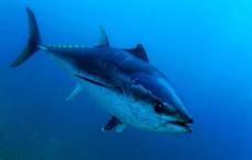 Irishman caught monster fish worth over $3 million