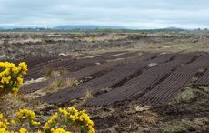 Scientist claims Irish bogs can lead the fight against climate change