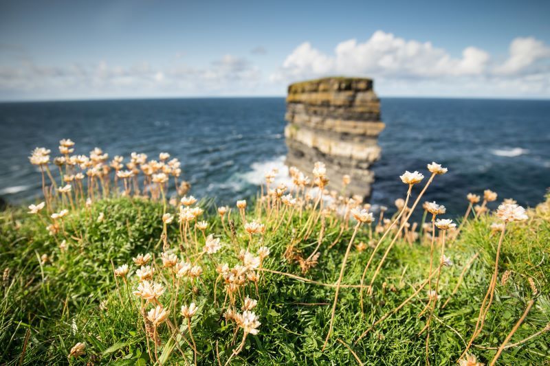 The beauty of Irish language as springtime blooms