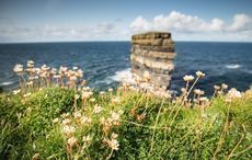 The beauty of Irish language as springtime blooms