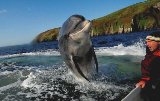 Fungie entertaining tourists in Dingle Bay. 