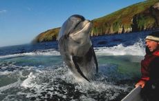 Co Kerry icon Fungie the Dolphin spotted after fears he was dead 