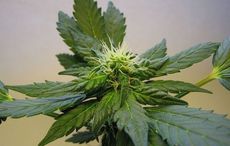 Irish Farmers Association push for legalization of medicinal cannabis 