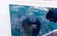 Swimming with a legend, Dingle's Fungie the Dolphin