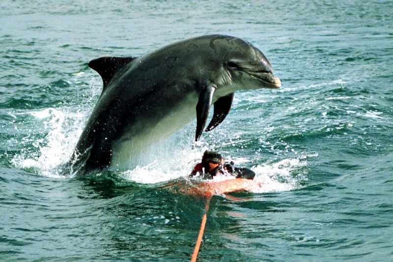 Bidding farewell to Dingle’s iconic Fungie the Dolphin