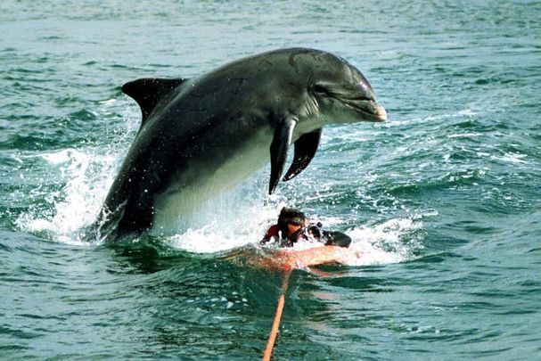 Fungie the Dolphin entertaining tourists in Dingle. 