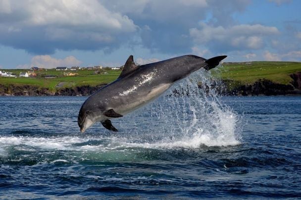 Fungie the Dolphin pictured in Dingle Bay in Co Kerry.