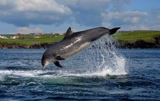 WATCH: Irish men record heartfelt (and hilarious) tribute to Fungie the Dolphin