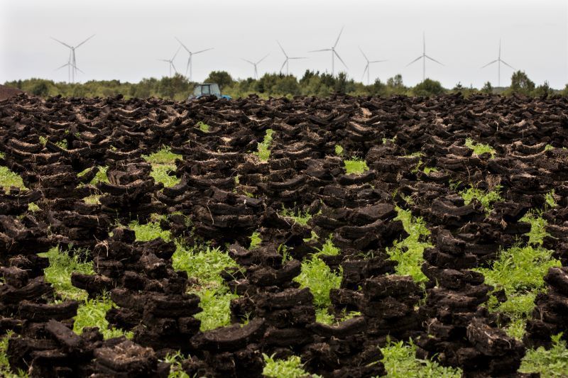 Ireland’s ancient bogland's pharmaceutical potential explored