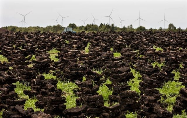 July 7, 2019:  Saved turf (peat) drying out on the Bog of Allen in County Kildare, while in the background, the wind turbines at Mount Lucas are visible.