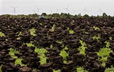 Ireland’s ancient bogland's pharmaceutical potential explored