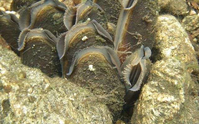 Freshwater pearl mussels in Sweden.