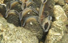 From the times of dinosaurs - Irish farmers fight to protect pearl mussels