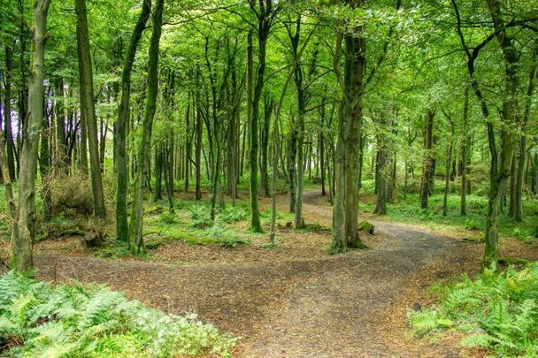 Plant an Irish Heritage Tree in Ireland to celebrate your Irish roots and special family connections. 