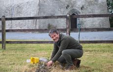 The Irish origins of the Christmas tree