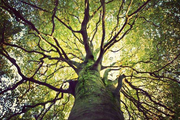 Celebrate your Irish connection wit Irish Heritage Tree.