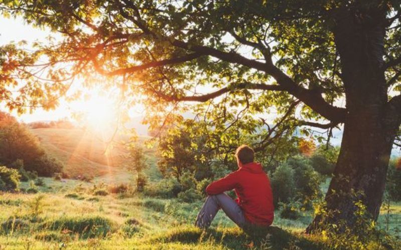 Ireland's ancient heritage trees