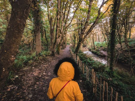 Walking in the Courttown Woods, in Wexford: The incredible trees of Ireland! Plant your roots with Irish Heritage Tree.