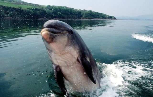 Fungie the Dolphin in Dingle, Co Kerry.