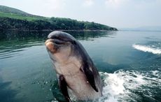 Fungie the Dolphin could be honored in his hometown of Dingle next year
