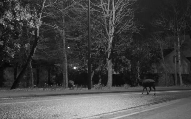 A deer wanders through Killarney Town during the filming of Grace Foley\'s music video. 