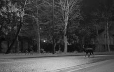 A Very Silent Night in Killarney: Music video captures Ireland of 2020
