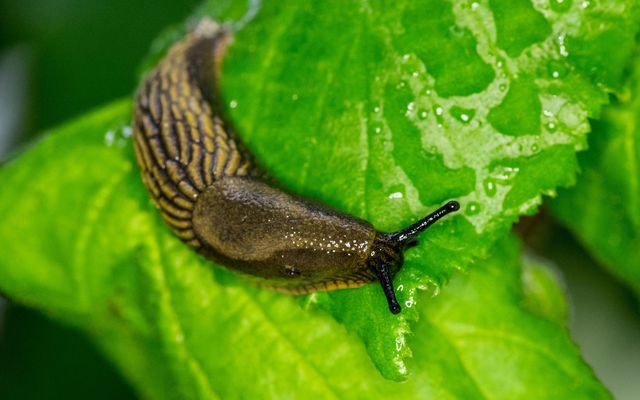 Slugs ate an Irish woman\'s stolen cash.