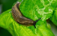 Irish bank refuses to replace woman's stolen cash that was eaten by slugs