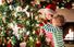 Last chance to plant your Irish family's roots in Ireland for Christmas