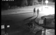 Dog with untreated tumors left abandoned outside Dublin dog charity 