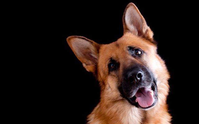 German Shepherd (stock photo).