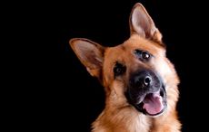 The amazing dog who saved a seal pup in Co Cork