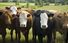 Baileys Irish cream cows listen to carols at Christmas