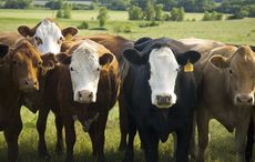 Baileys Irish cream cows listen to carols at Christmas