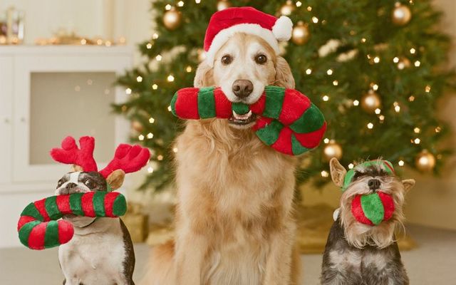 Dogs enjoying their Christmas gifts. (Stock Photo)